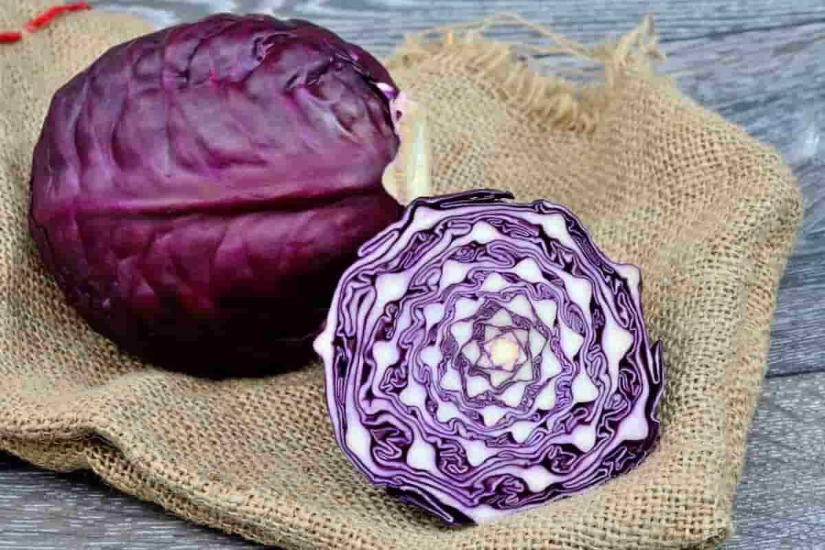 تصویر 1 از خرید و قیمت کلم بنفش + فروش صادراتی